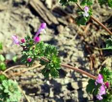 Henbit- a winter annual