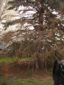 A client's spruce tree