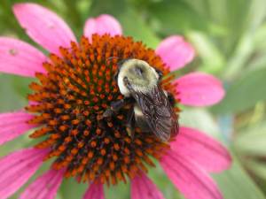 Bumblebee and Echinacea