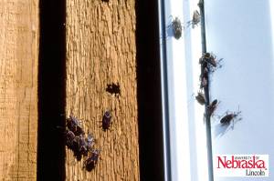 Boxelder Bugs around a window. 