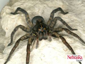 Wolf Spider