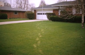 Frost Damage by Paper Boy- Photo Zac Reicher