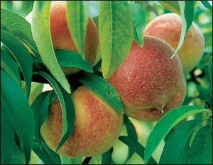 Redhaven peach- photo courtesy from extension.missouri.edu