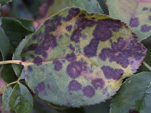 Black Spot on Roses- photo courtesy IANR Pubs http://www.ianrpubs.unl.edu/pages/publicationD.jsp?publicationId=674 