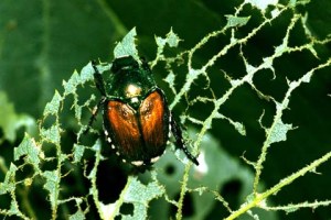 Japanese Beetles