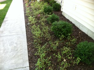 Impatiens with downy mildew