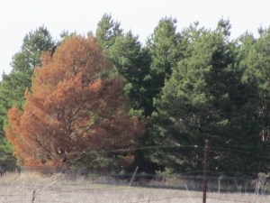 Pine Wilt in Scotch Pine