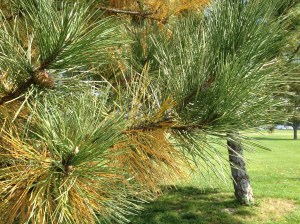 Yellow inner needles