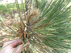 Sphaeropsis tip blight