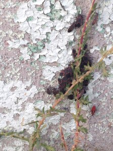 Boxelder bugs gathered together on a home's foundation.