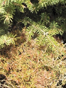 Winter Desiccation Damage on Dwarf Alberta Spruce