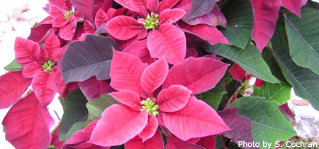 Poinsettiax450