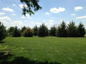 Cedar Tree Windbreak