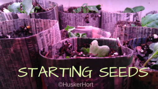 Starting Seeds