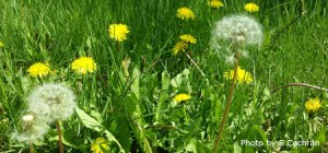 Dandelions