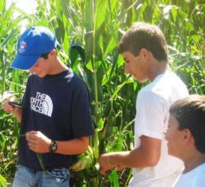 Youth in Crop Sciences Investigation (CSI) workshops learn about crop production and have the opportunity in investiage what pests might be present in the field. 