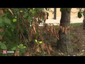 Fire blight on flowering crabapple