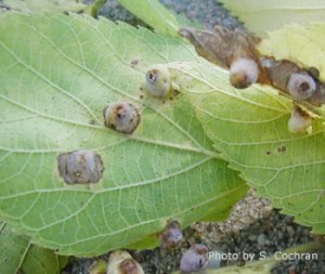 Hackberry galls caused by psyllids