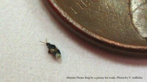 Minute Pirate Bug- the tiny biter 