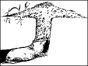 How a molehill is made. Photo courtesy extension.missouri.edu