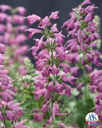 Salvia_SummerJewelLavender-AAS2016-PRIMARY