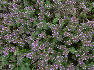 henbit2