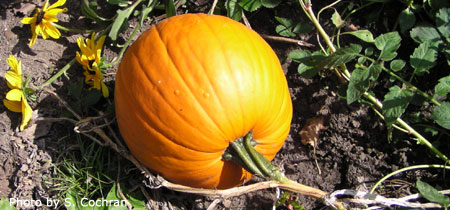 pumpkinx450