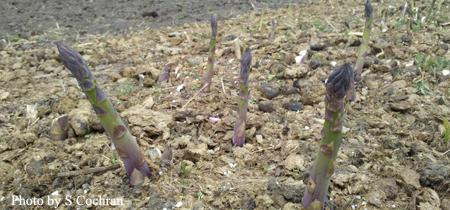 AsparagusBedx450