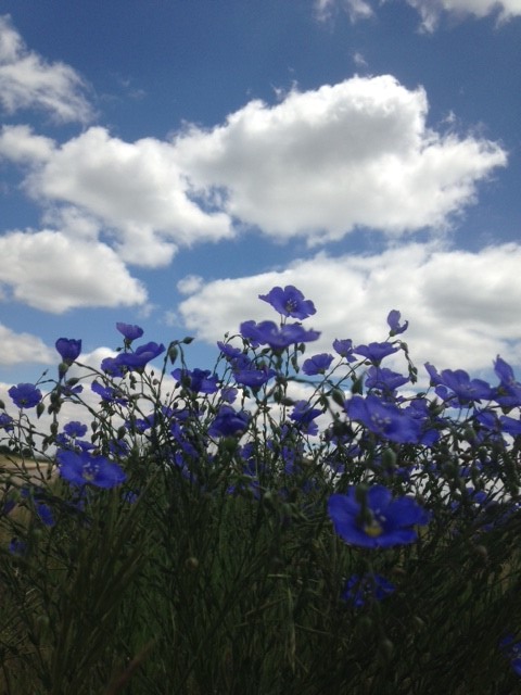 blue flax