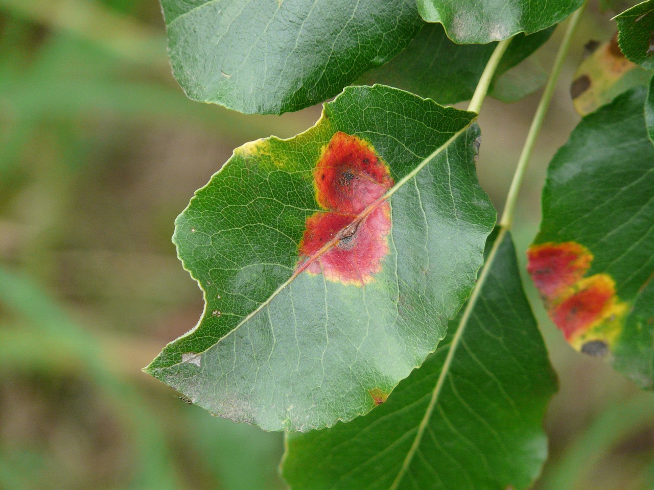 pear rust