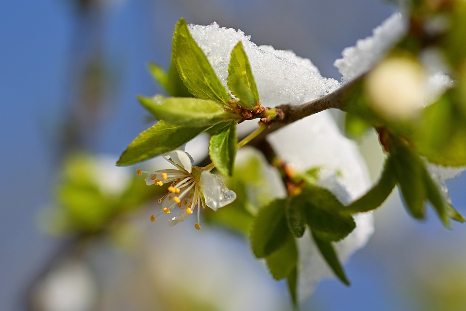 frozen bloom