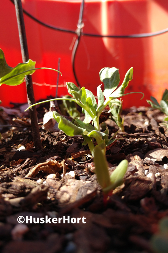 Pea ©HuskerHort (1)